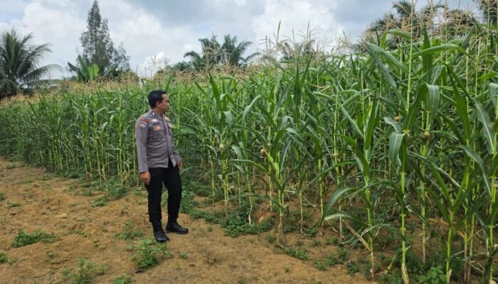 Polsek Bagan Sinembah Cek Pertumbuhan Jagung di Lahan Ketahanan Pangan Dukung Program Asta Cita
