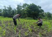 Polsek Rambah Hilir Hadir Mengawal Harapan Petani di Desa Sejati