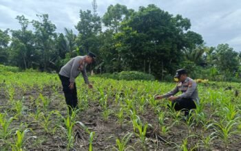 Polsek Rambah Hilir Hadir Mengawal Harapan Petani di Desa Sejati
