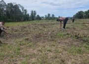 Kawal Ketahanan Pangan Nasional, Polsek Rokan IV Koto Aktif Dampingi Petani Jagung Hibrida di Koto Ruang