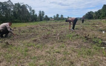Kawal Ketahanan Pangan Nasional, Polsek Rokan IV Koto Aktif Dampingi Petani Jagung Hibrida di Koto Ruang