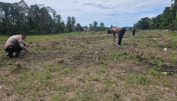 Kawal Ketahanan Pangan Nasional, Polsek Rokan IV Koto Aktif Dampingi Petani Jagung Hibrida di Koto Ruang