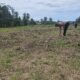 Kawal Ketahanan Pangan Nasional, Polsek Rokan IV Koto Aktif Dampingi Petani Jagung Hibrida di Koto Ruang