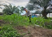 Polsek Bonai Darussalam Aktif Kawal Ketahanan Pangan, Cek Pertumbuhan Jagung Pipil di Desa Pauh