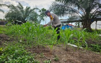 Polsek Bonai Darussalam Aktif Kawal Ketahanan Pangan, Cek Pertumbuhan Jagung Pipil di Desa Pauh