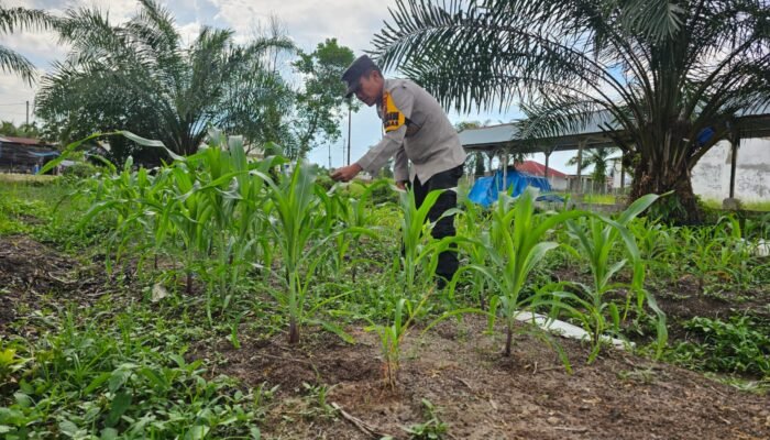 Polsek Bonai Darussalam Aktif Kawal Ketahanan Pangan, Cek Pertumbuhan Jagung Pipil di Desa Pauh