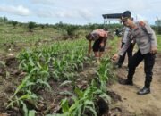 Polsek Kabun Tetap Optimistis Wujudkan Lahan Jagung Produktif