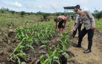 Polsek Kabun Tetap Optimistis Wujudkan Lahan Jagung Produktif