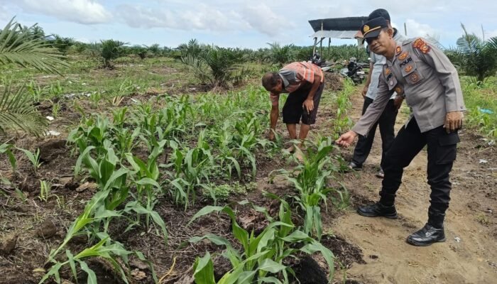 Polsek Kabun Tetap Optimistis Wujudkan Lahan Jagung Produktif