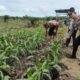Polsek Kabun Tetap Optimistis Wujudkan Lahan Jagung Produktif