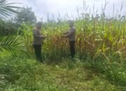 Polsek Rambah Hilir Kawal Ketahanan Pangan, Jagung Pasir Jaya Siap Panen