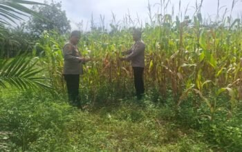 Polsek Rambah Hilir Kawal Ketahanan Pangan, Jagung Pasir Jaya Siap Panen
