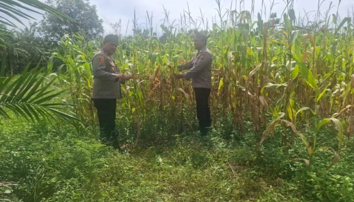 Polsek Rambah Hilir Kawal Ketahanan Pangan, Jagung Pasir Jaya Siap Panen