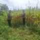 Polsek Rambah Hilir Kawal Ketahanan Pangan, Jagung Pasir Jaya Siap Panen