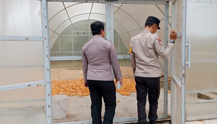 Polsek Tambusai Utara Dukung Petani Rantau Sakti