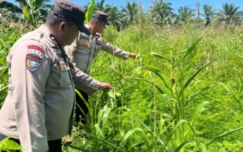 Polsek Kabun Optimalkan Polisi Cinta Petani dalam Mendukung Produksi Pangan