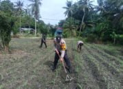 Komitmen Nyata Polsek Kunto Darussalam: Mengawal Ketahanan Pangan Nasional dari Lahan Jagung Pasir Luhur