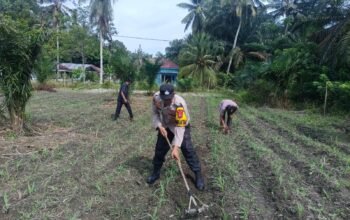 Komitmen Nyata Polsek Kunto Darussalam: Mengawal Ketahanan Pangan Nasional dari Lahan Jagung Pasir Luhur