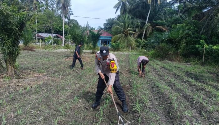 Komitmen Nyata Polsek Kunto Darussalam: Mengawal Ketahanan Pangan Nasional dari Lahan Jagung Pasir Luhur