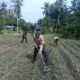 Komitmen Nyata Polsek Kunto Darussalam: Mengawal Ketahanan Pangan Nasional dari Lahan Jagung Pasir Luhur