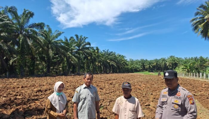 Gerak Polisi Cinta Petani Polsek Rambah Hilir di Balik Persiapan Lahan Jagung Rambah Muda