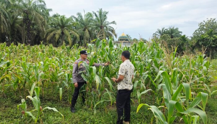 Polisi Cinta Petani: Gerak Nyata Polsek Tandun di Lahan Jagung Warga Desa Tapung Jaya