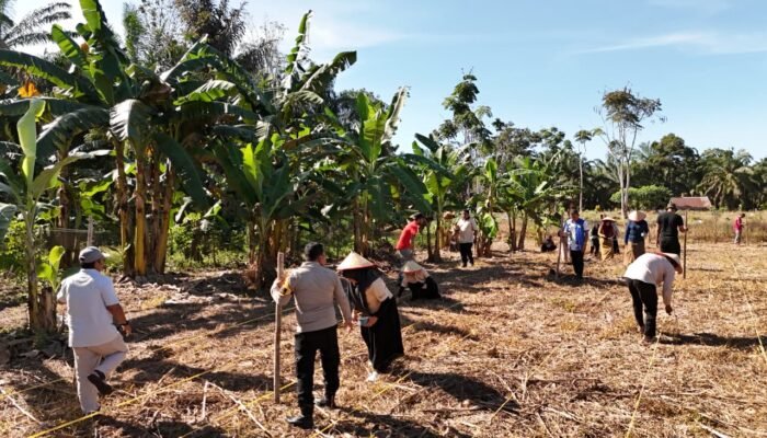 Polsek Rokan IV Koto Turun Langsung Tanam Jagung Bersama Warga di Lubuk Bendahara Timur, Wujud Polisi Cinta Petani