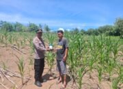 Polsek Tambusai Salurkan Bantuan Racun Hama untuk Dukung Ketahanan Pangan Petani Talikumain