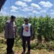 Bhabinkamtibmas Desa Trosono Polres Magetan Sambangi Lahan Jagung Warga, Sharing Kendala Pertanian