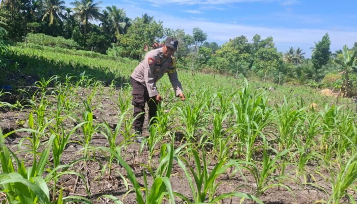 Garda Ketahanan Pangan Nasional, Polsek Rambah Hilir Kawal Pertumbuhan Jagung Hibrida Demi Panen dan Kedaulatan Pangan Bangsa