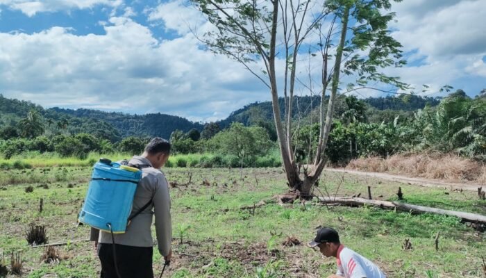 Polsek Rokan IV Koto Dorong Produktivitas Jagung sebagai Penopang Ketahanan Pangan Nasional di Desa Cipang Kiri Hulu