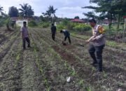Polsek Kunto Darussalam Kawal Swasembada Pangan, Cek Pertumbuhan Jagung Hibrida