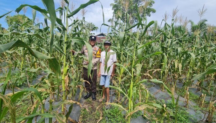 Dukung Swasembada Pangan, Polsek Tandun Tingkatkan Produktivitas Jagung di Desa Tapung Jaya