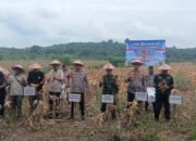 Kapolsek Teluk Meranti Hadiri Panen Raya Jagung Serentak Kuartal II Di Desa Betung