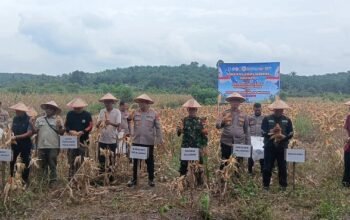 Kapolsek Teluk Meranti Hadiri Panen Raya Jagung Serentak Kuartal II Di Desa Betung