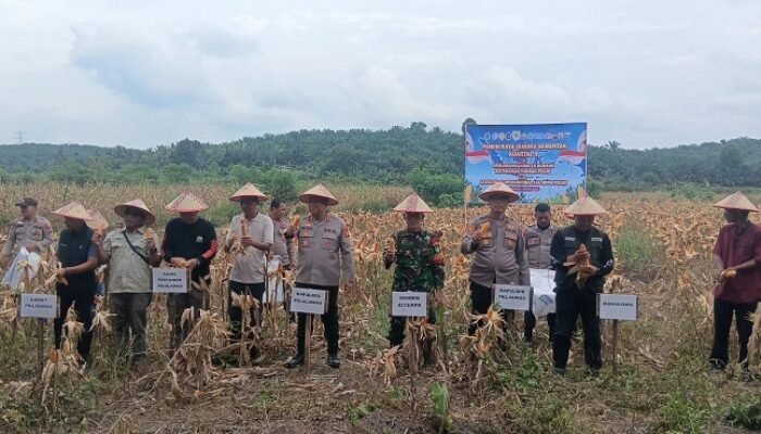 Kapolsek Teluk Meranti Hadiri Panen Raya Jagung Serentak Kuartal II Di Desa Betung
