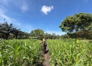 Dukung Ketahanan Pangan Nasional, Polsek Bonai Darussalam Pantau Jagung di Kasang Mungkal