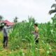 Polsek Tandun Monitoring Pertumbuhan Jagung untuk Dukung Ketahanan Pangan Nasional