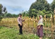 Demi Dukung Ketahanan Pangan, Bhabinkamtibmas Polsek Tambusai Utara Meninjau Lahan Jagung di Mekar Jaya