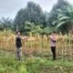 Mengawal Program Ketahanan Pangan, Polsek Tambusai Utara Pantau Jagung Monokultur di Mekar Jaya Jelang Panen