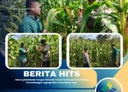 Dukung Ketahanan Pangan Nasional, Polsek Tambusai Utara Pantau Perkembangan Jagung Pipil di Desa Mekar Jaya