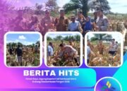 Panen Raya Jagung Kuartal II di Tambusai Utara Dukung Swasembada Pangan 2026