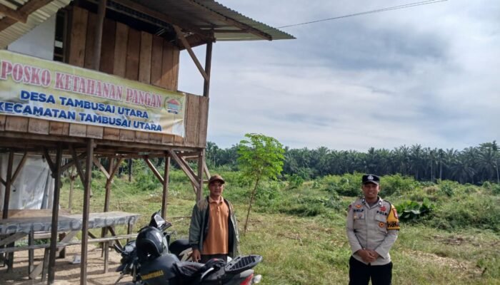 Ketahanan Pangan Nasional Diperkuat, Polsek Tambusai Utara Tanam Jagung di Lahan Desa