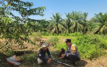Polsek Kabun Kawal Progres Lahan Jagung Batulangkah Besar, Perkuat Implementasi Ketahanan Pangan Berbasis Desa