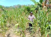 Polsek Rambah Hilir Dukung Swasembada Pangan 2026, Lakukan Monitoring Tanaman Jagung Hibrida
