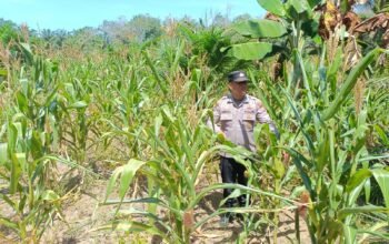 Polsek Rambah Hilir Dukung Swasembada Pangan 2026, Lakukan Monitoring Tanaman Jagung Hibrida
