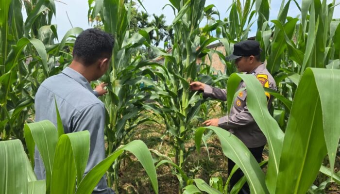 Polsek Tandun Tegaskan Kepedulian Kepada Petani Desa Tapung Jaya Melalui Gerakan “Polisi Cinta Petani”