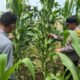 Polsek Tandun Tegaskan Kepedulian Kepada Petani Desa Tapung Jaya Melalui Gerakan “Polisi Cinta Petani”
