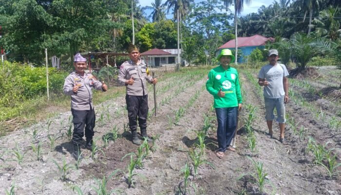 Polisi Cinta Petani, Polsek Kunto Darussalam Kawal Pertumbuhan Jagung Hibrida di Pasir Luhur