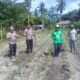 Polisi Cinta Petani, Polsek Kunto Darussalam Kawal Pertumbuhan Jagung Hibrida di Pasir Luhur
